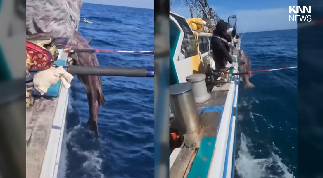 부산 낚시배에서 돗돔을 잡고 있는 모습 / 유튜브 'KNN NEWS'