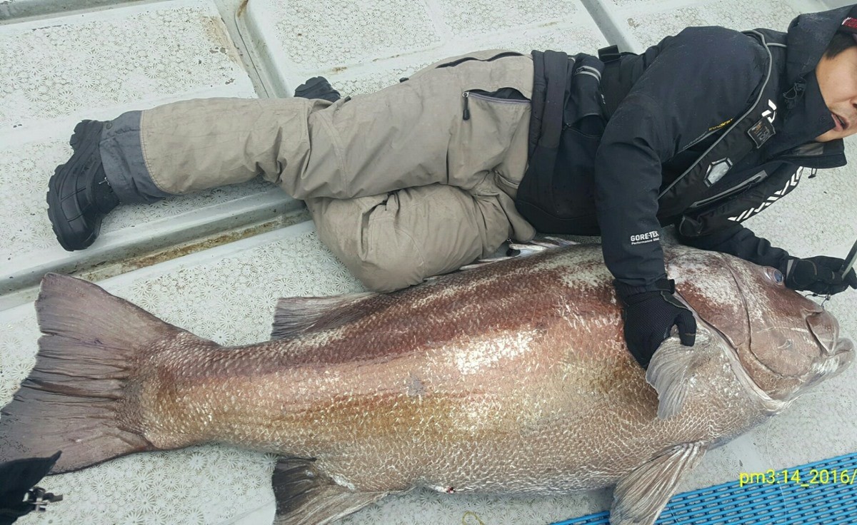 과거 완도에서 잡힌 사람 키만한 초대형 돗돔 자료 사진 / 뉴스1(완도군 제공)