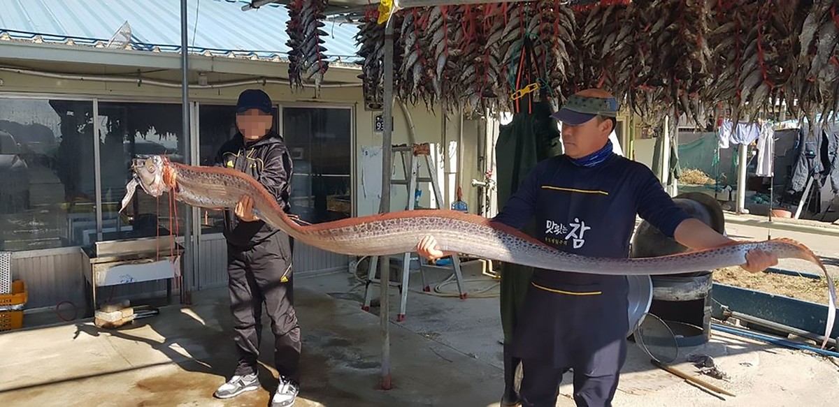예로부터 지진의 전조로 여겨져 온 심해어종. 사진은 심해어종 산갈치 자료 사진  / 뉴스1