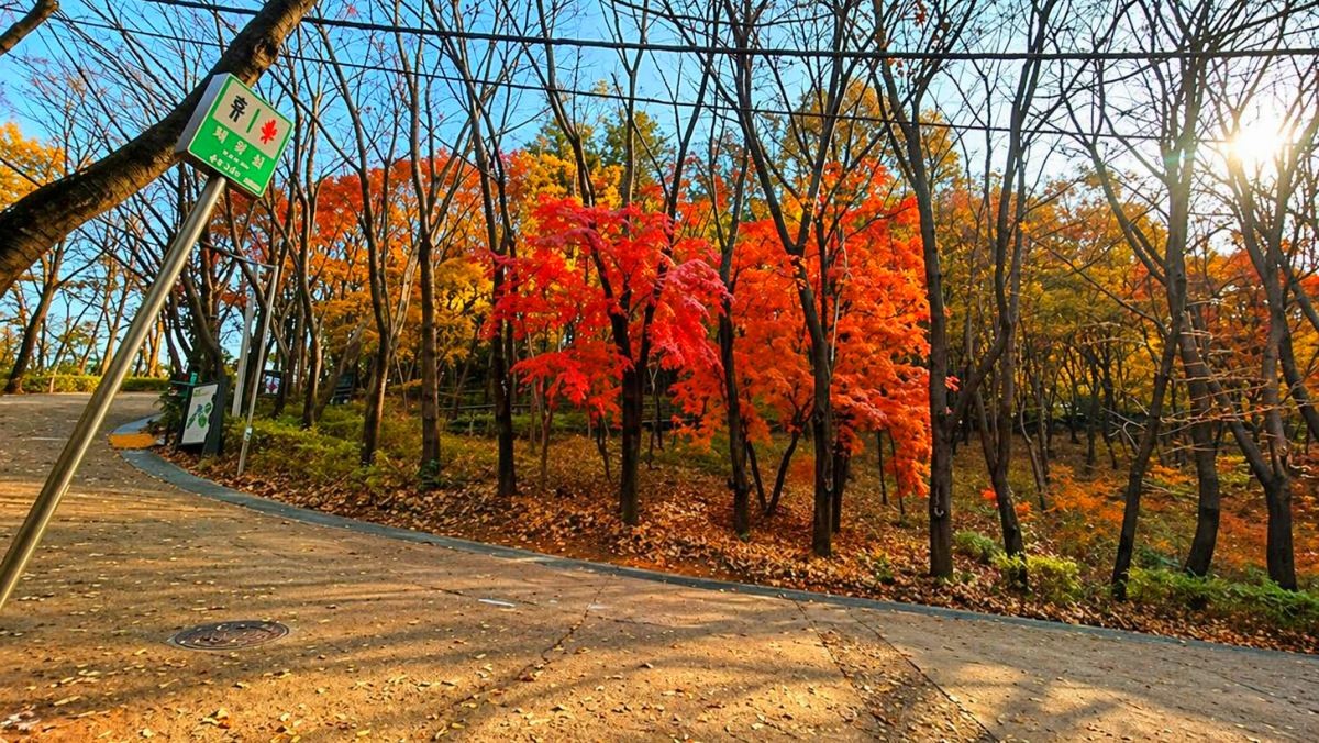 용왕산 무장애길. 기사 내용 토대로 AI툴 활용해 제작한 자료사진.