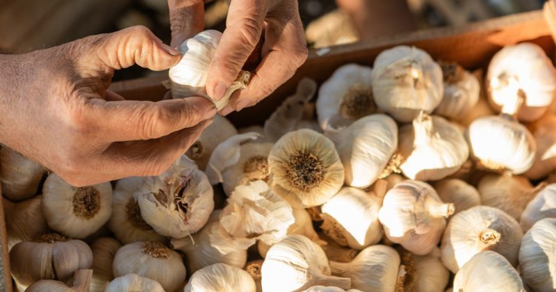 [이란인의 한국살이] “한국은 왜 마늘 없이 음식을 못 만들까?”…외국인이 한국에서 가장 놀라는 식재료의 정체