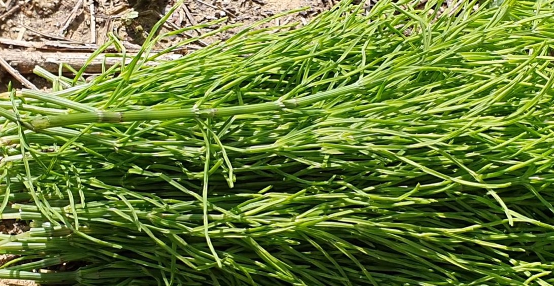 발에 차일 정도로 너무 흔해 잡초인 줄 알았는데, 사실 '천연 정력제'라는 식재료 