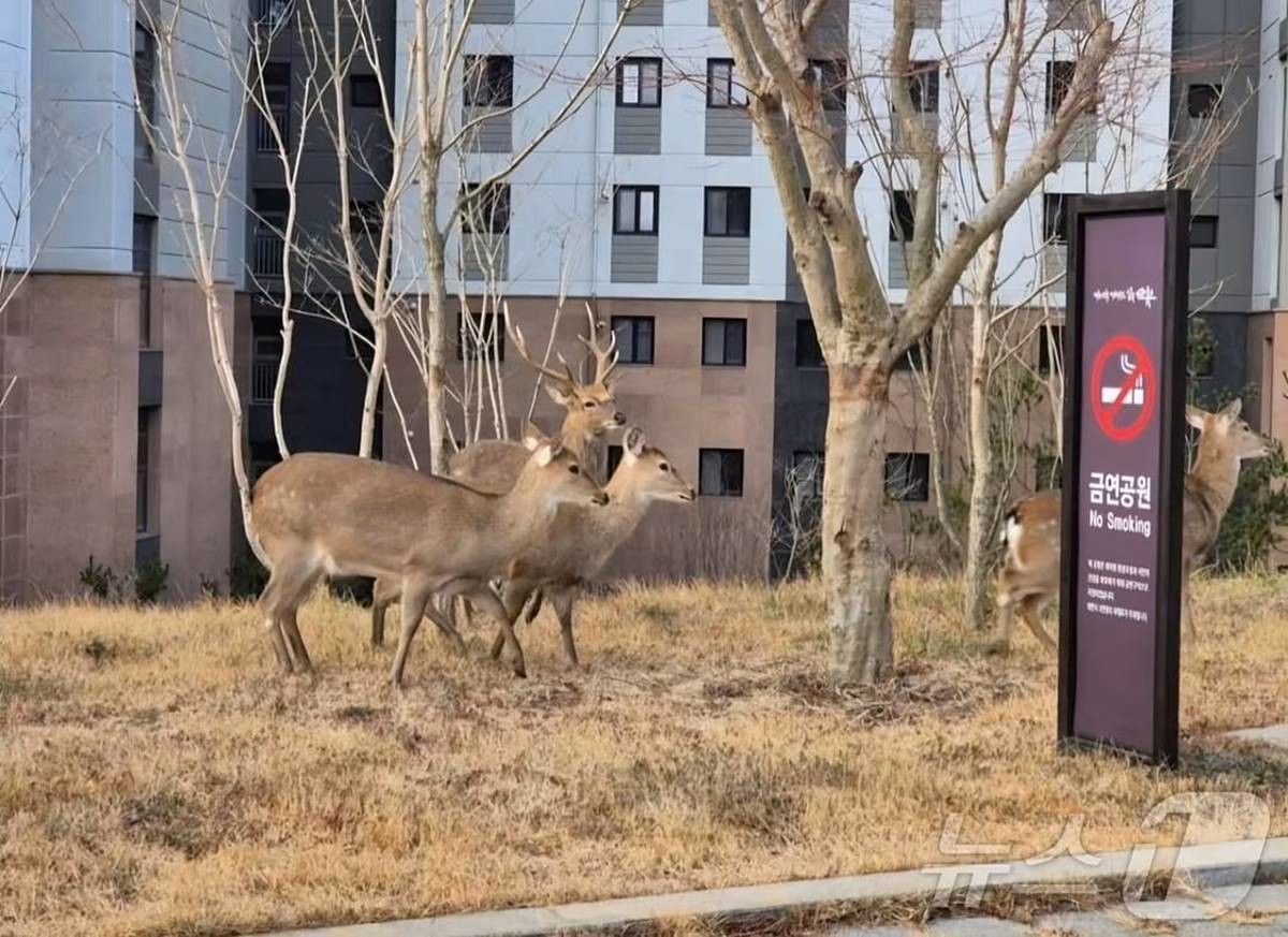 사슴떼. 해당 기사 내용과는 무관 / 온라인 커뮤니티 갈무리, 뉴스1