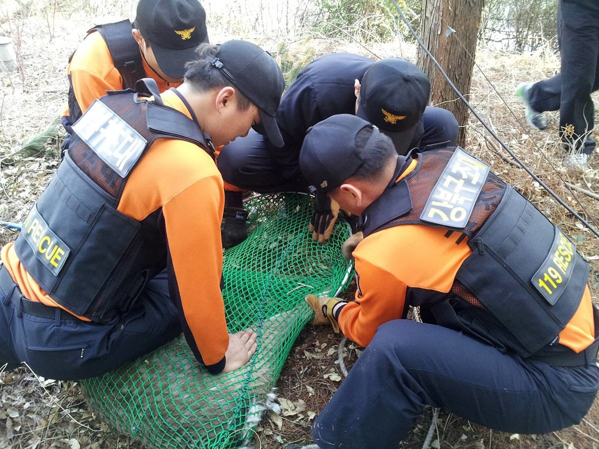 과거 사슴 포획 자료 사진 / 강북소방서 제공, 뉴스1