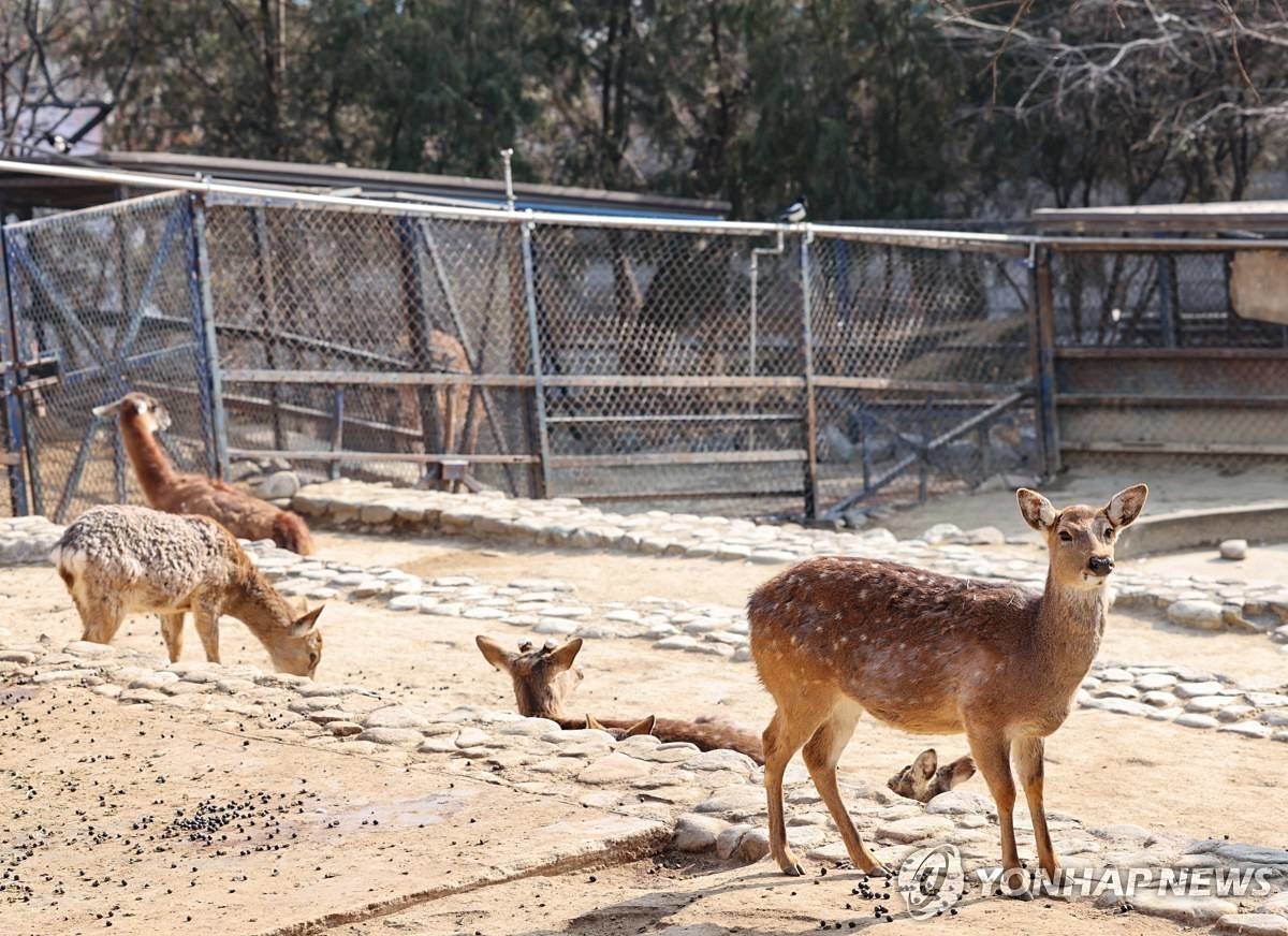 사슴. 해당 기사와는 무관 / 연합뉴스