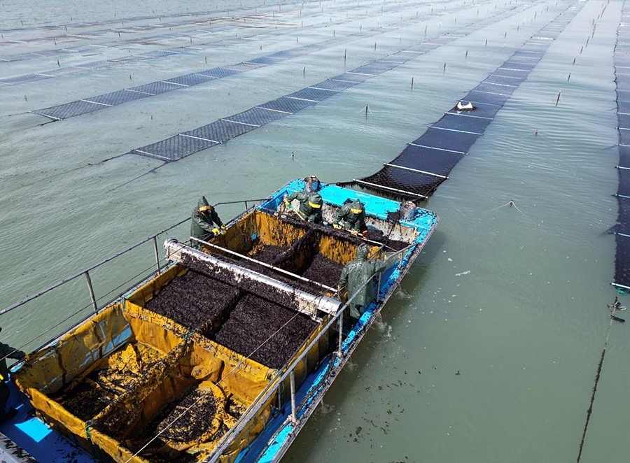 옹진군, 영흥면 선재리 김 양식권 사수...어장 280ha 확대