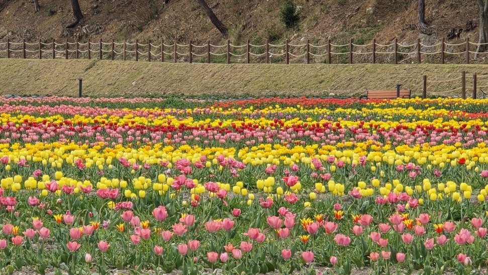 고창 꽃정원, 튤립 만개 속 상춘객 맞이