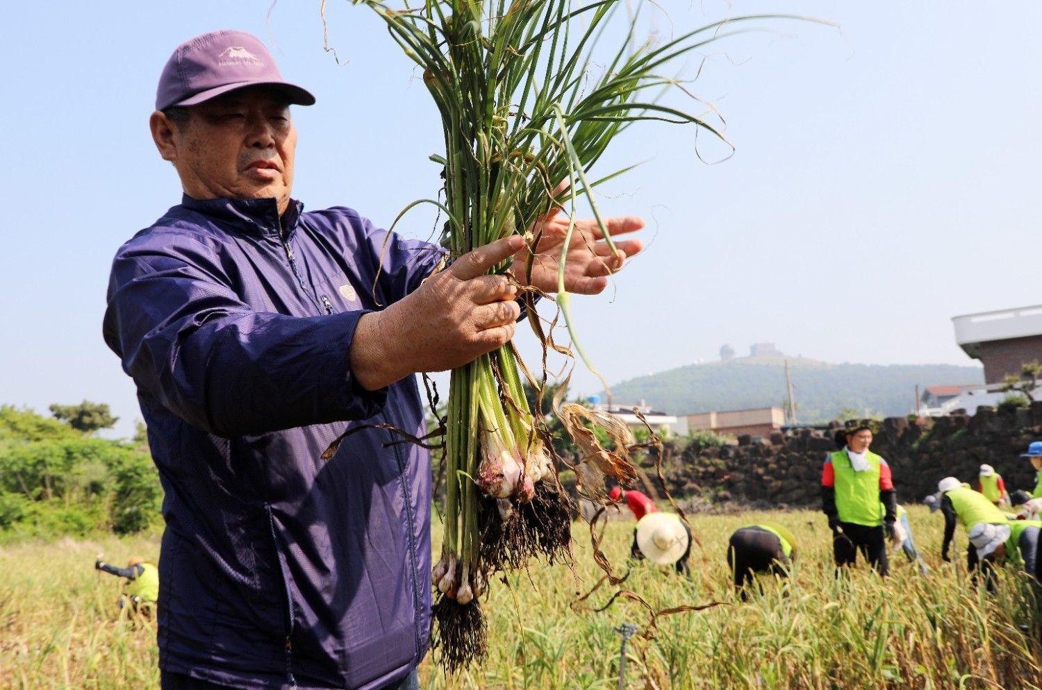수확 직후의 마늘을 들어 보이는 농부의 모습. 뿌리와 줄기가 그대로 붙어 있어 갓 수확한 상태임을 확인할 수 있다. / 뉴스1