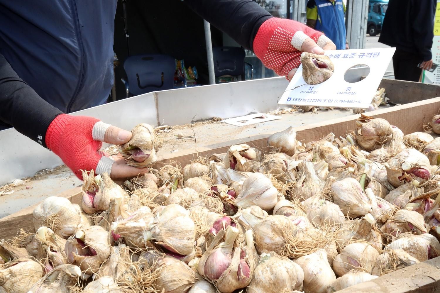 선별 작업 중인 마늘. 크기와 품질에 따라 분류되며 상품성 높은 마늘이 따로 구분된다. / 뉴스1