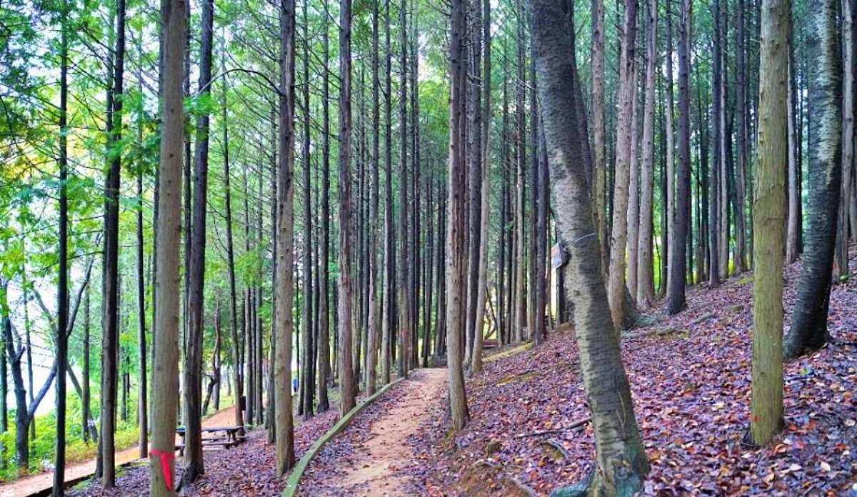 땅뫼산 황토숲길 / ⓒ한국관광콘텐츠랩