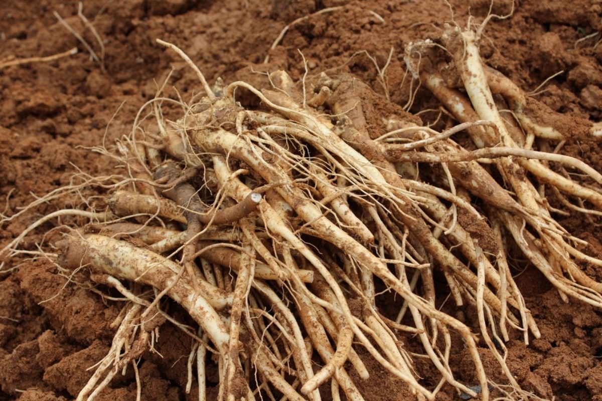 도라지  / silvermaker-shutterstock.com