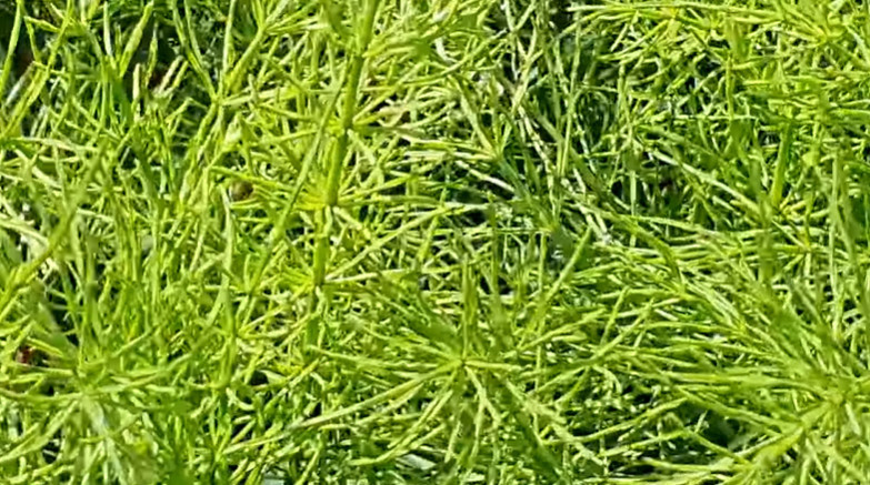 유튜브 '텃밭친구'