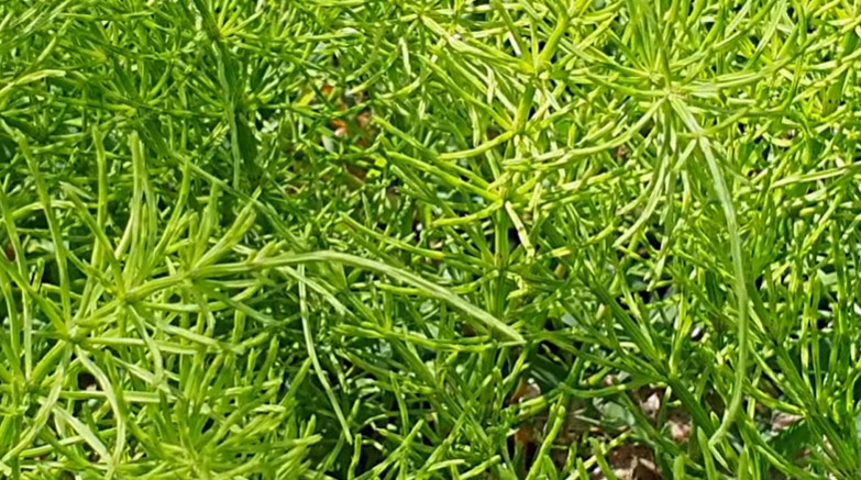 유튜브 '텃밭친구'