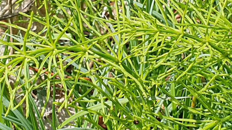 유튜브 '텃밭친구'