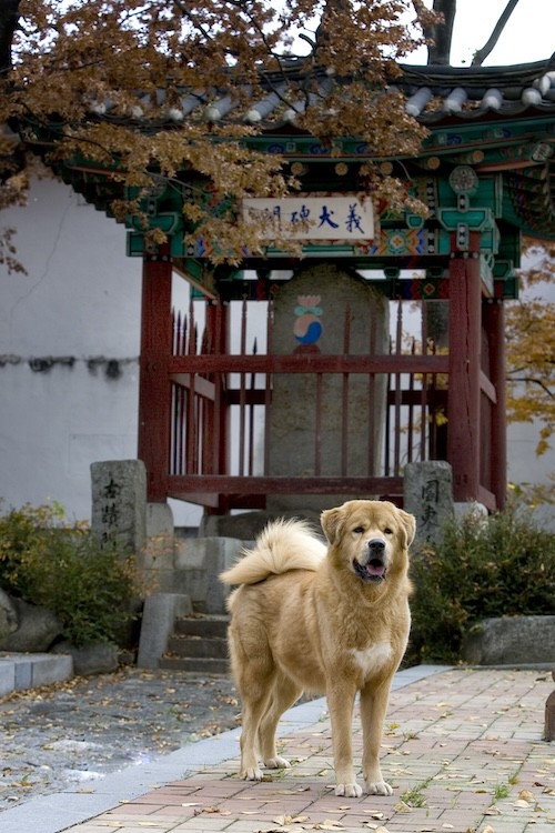 반려문화도시 임실군 / 임실군