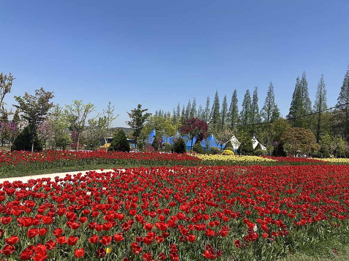 피나클랜드의 화려한 튤립. / 위키트리