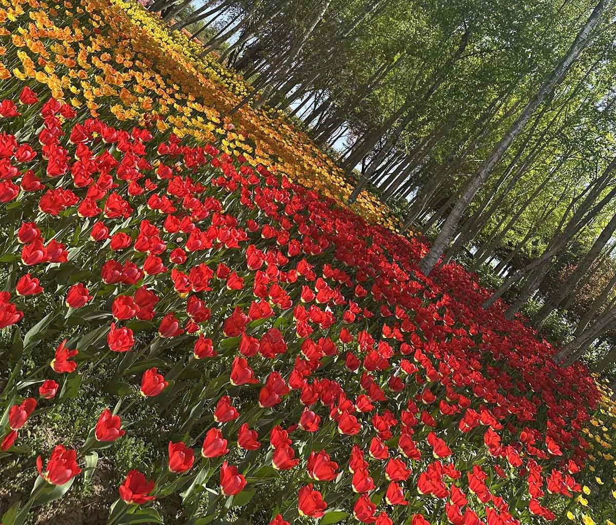 피나클랜드의 화려한 튤립. / 위키트리