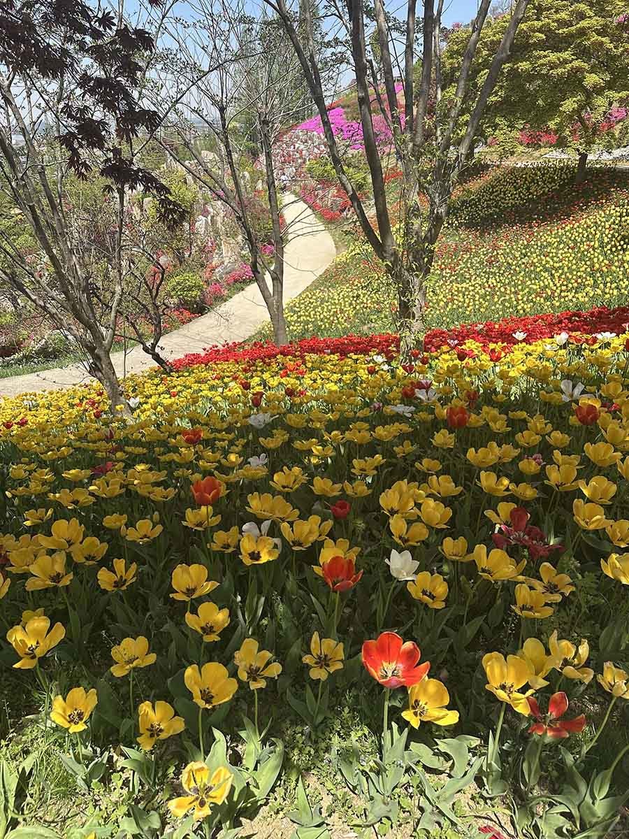 피나클랜드의 화려한 튤립. / 위키트리