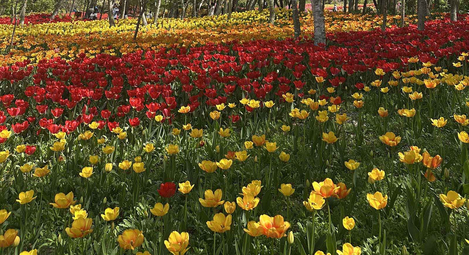 피나클랜드의 화려한 튤립. / 위키트리