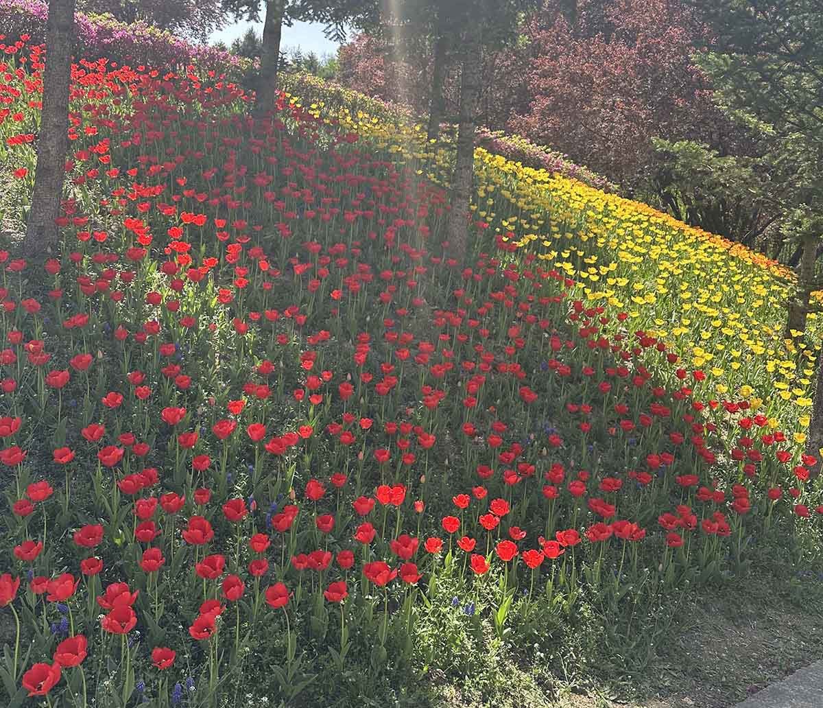 피나클랜드의 화려한 튤립. / 위키트리