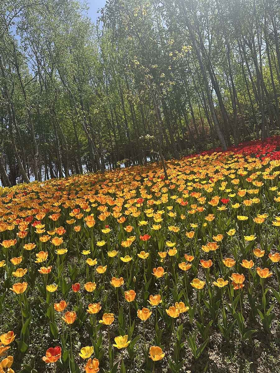 피나클랜드의 화려한 튤립. / 위키트리