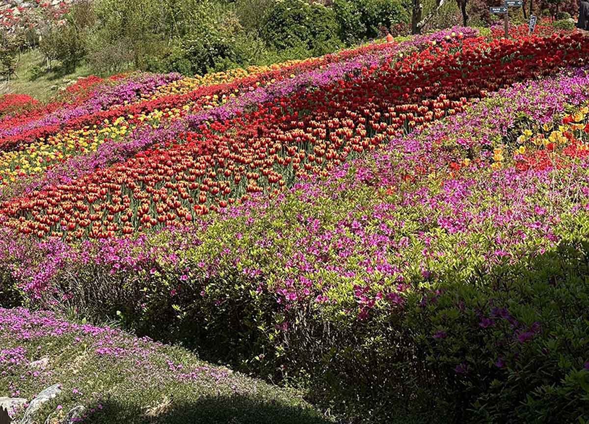 피나클랜드의 화려한 튤립. / 위키트리