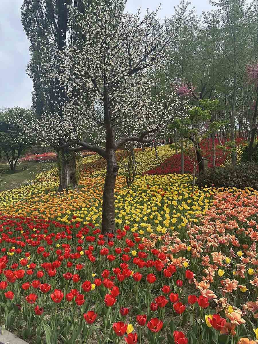 피나클랜드의 화려한 튤립. / 위키트리