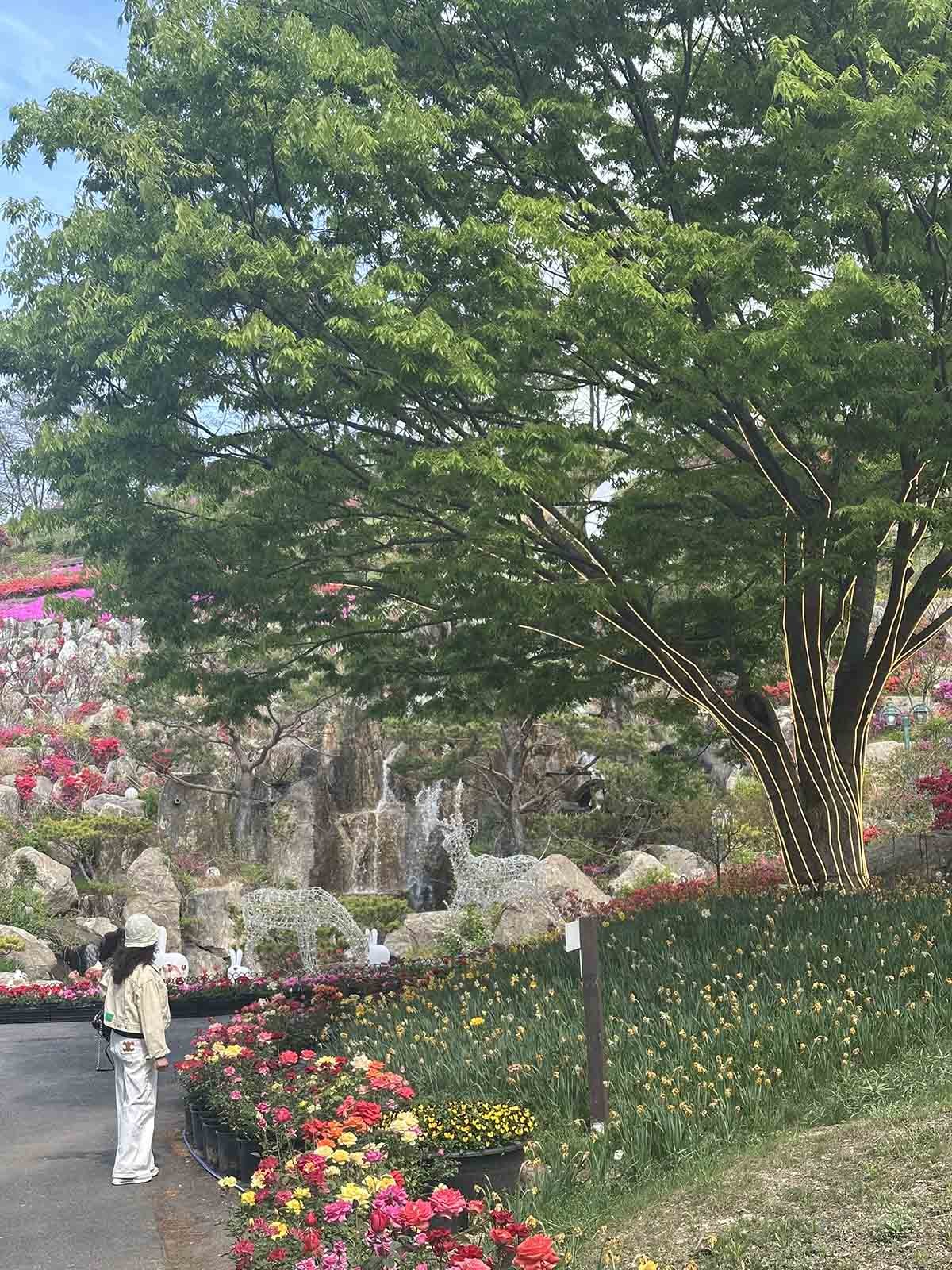 피나클랜드의 화려한 튤립. / 위키트리