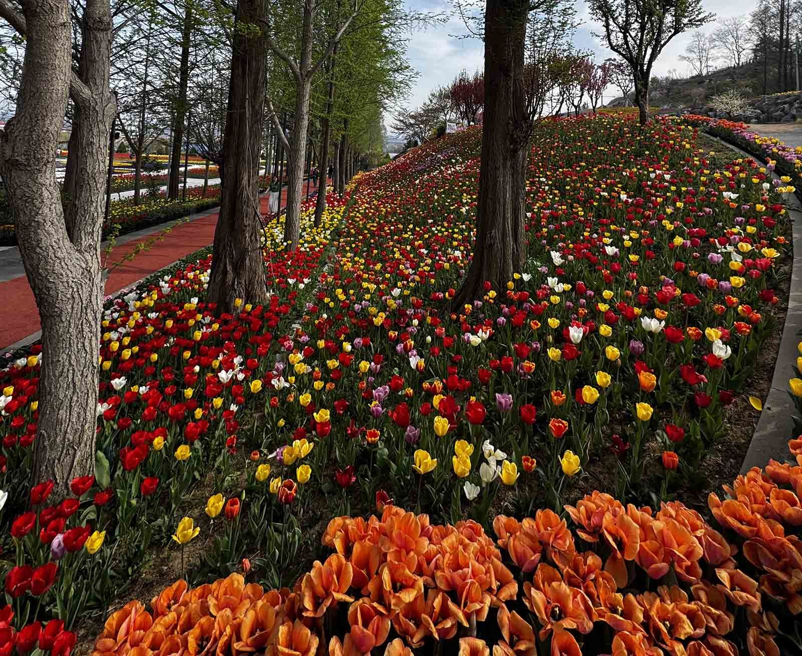 피나클랜드의 화려한 튤립. / 위키트리