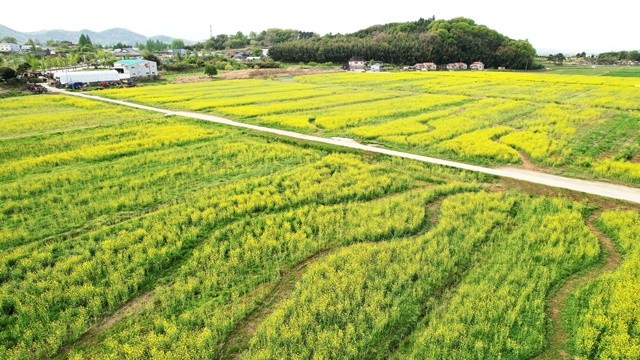 담양읍 백동리 유채꽃 경관단지 / 담양군