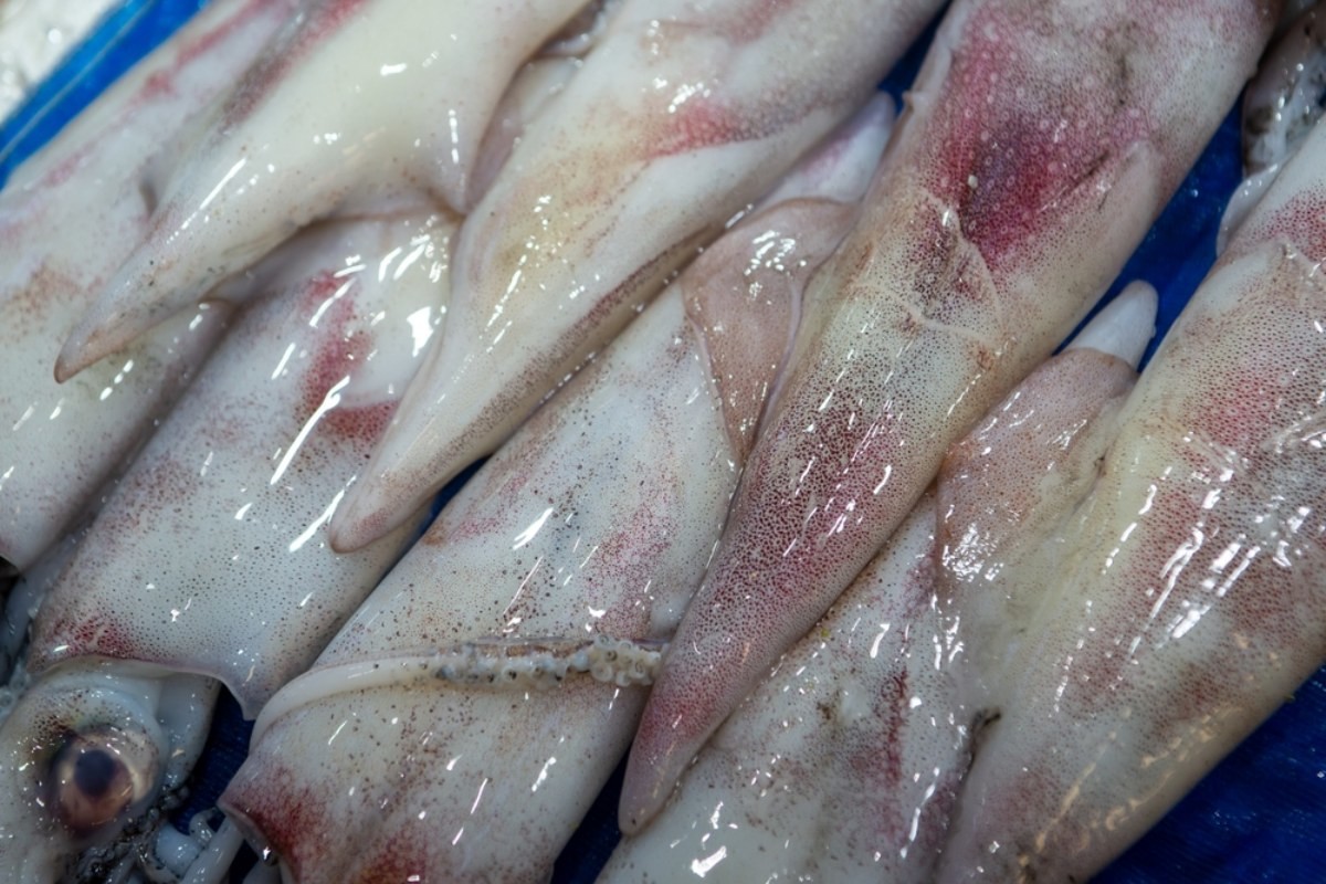 오징어 자료사진 / Light Win-shutterstock.com