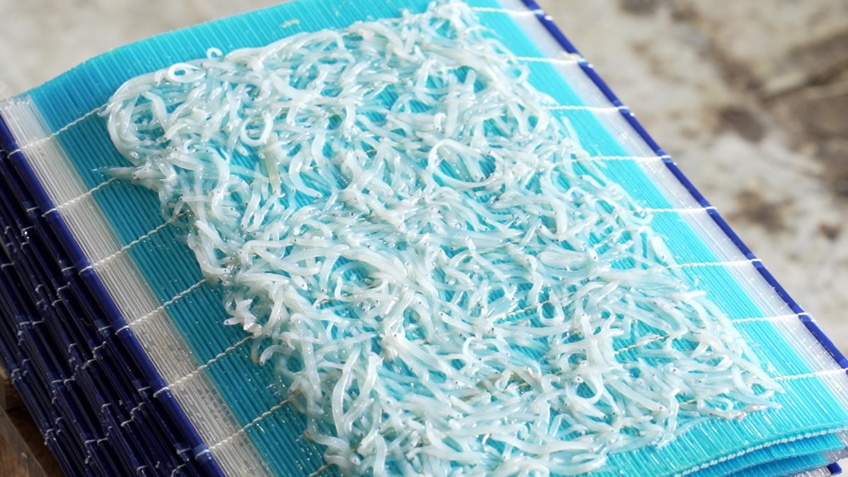 EBS1 '한국기행' 미리보기 페이지에서 제공하는 '일 년에 딱 70일! 실치' 편 자료 사진. / EBS1 제공