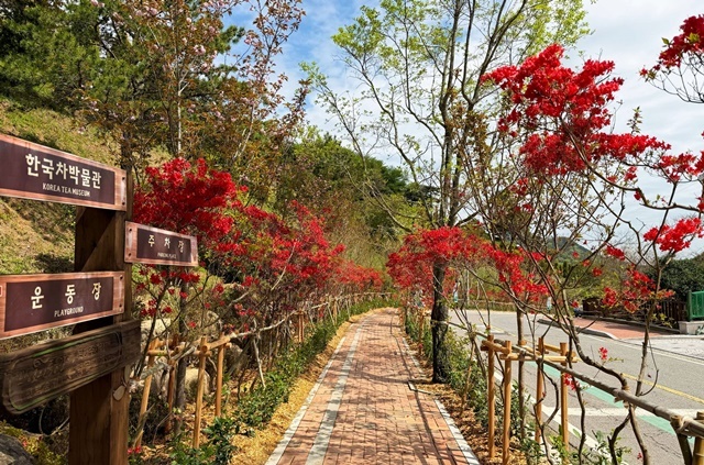 “축제 가는 길, 상쾌한 숲길로”... 보성군, ‘제49회 보성다향대축제’ 앞두고 생활환경숲 조성 박차