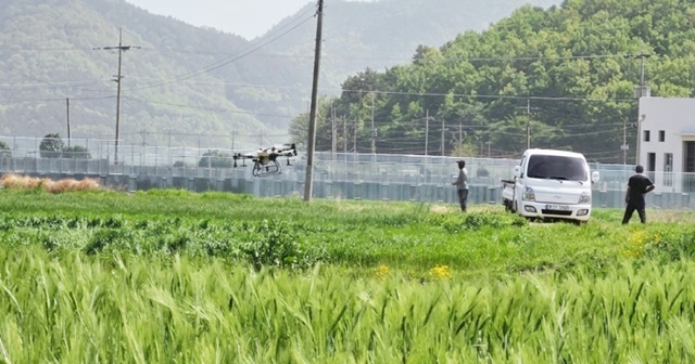 “잦은 비·고온다습 날씨 비상”... 장흥군, 맥류 붉은곰팡이병 ‘주의보’ 적기 방제 당부