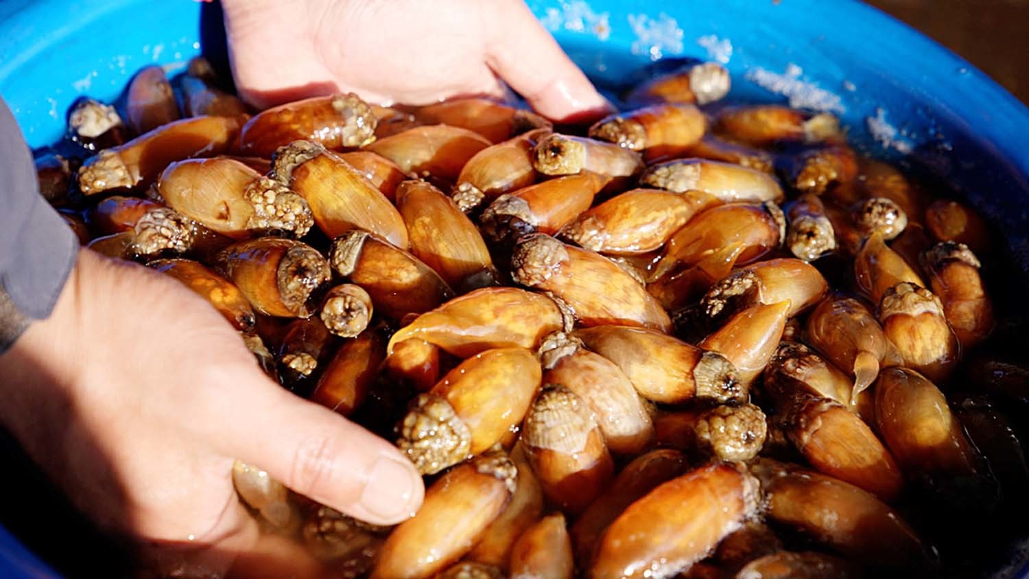 미더덕 / 미더덕영어조합법인 제공