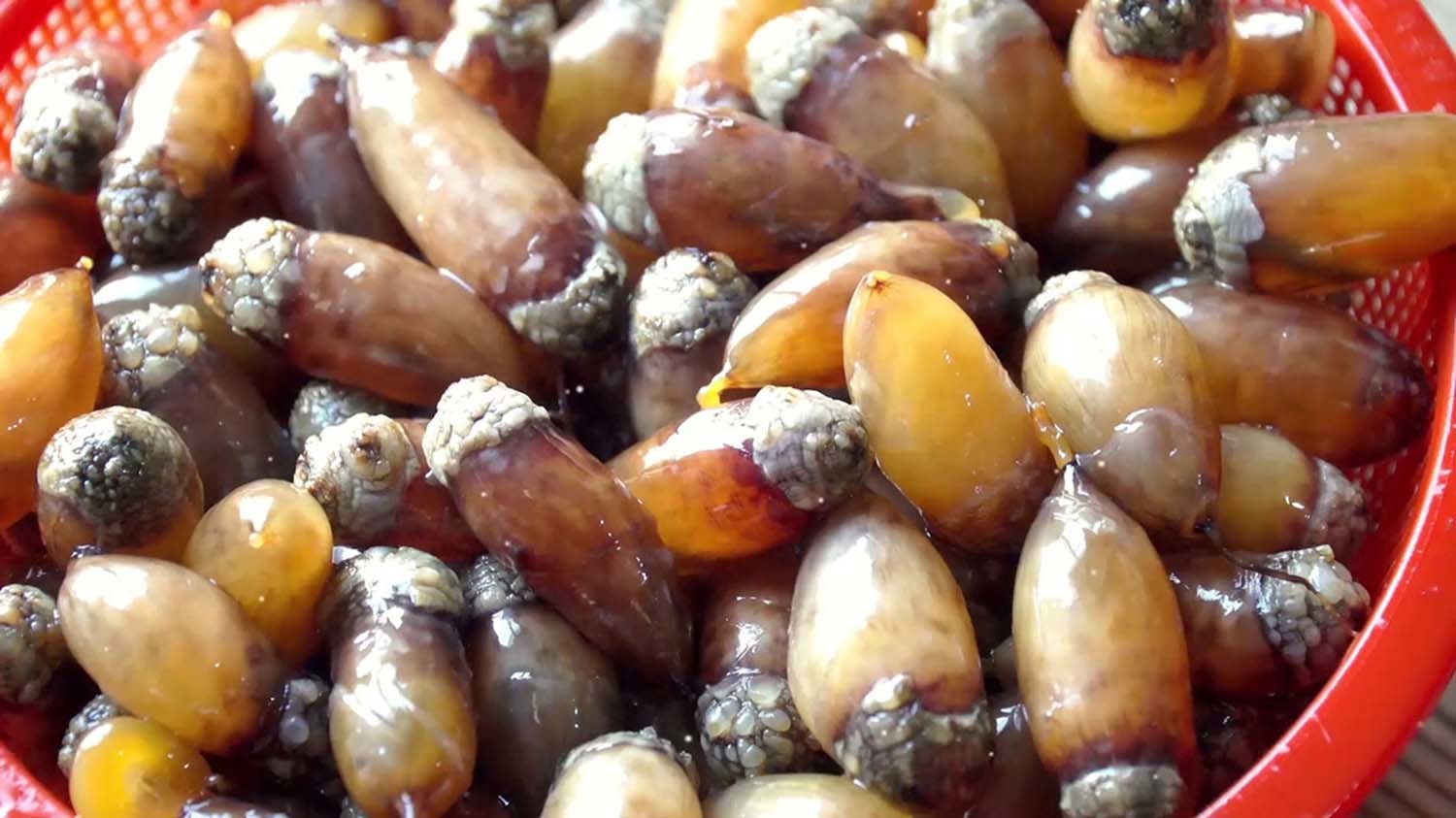 미더덕 / 창원진동미더덕축제위원회 제공