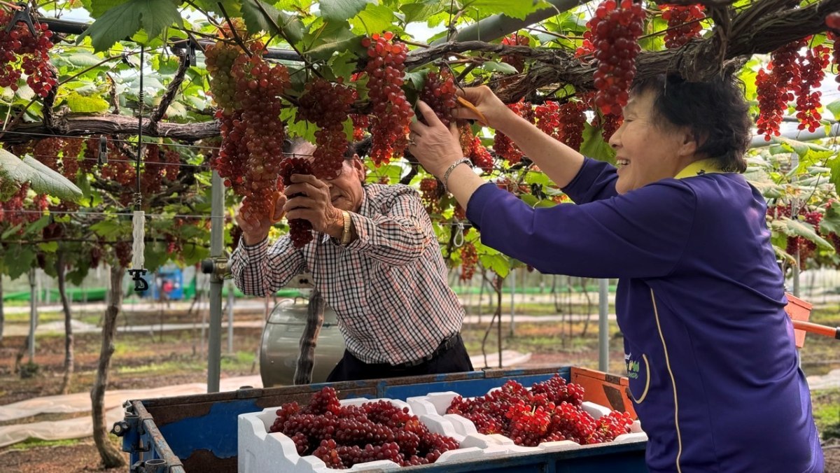 예약문의 폭주, 12월부터 기다렸다… 드디어 출하 시작한 당도 끝판왕 ‘씨없는 국산 과일’