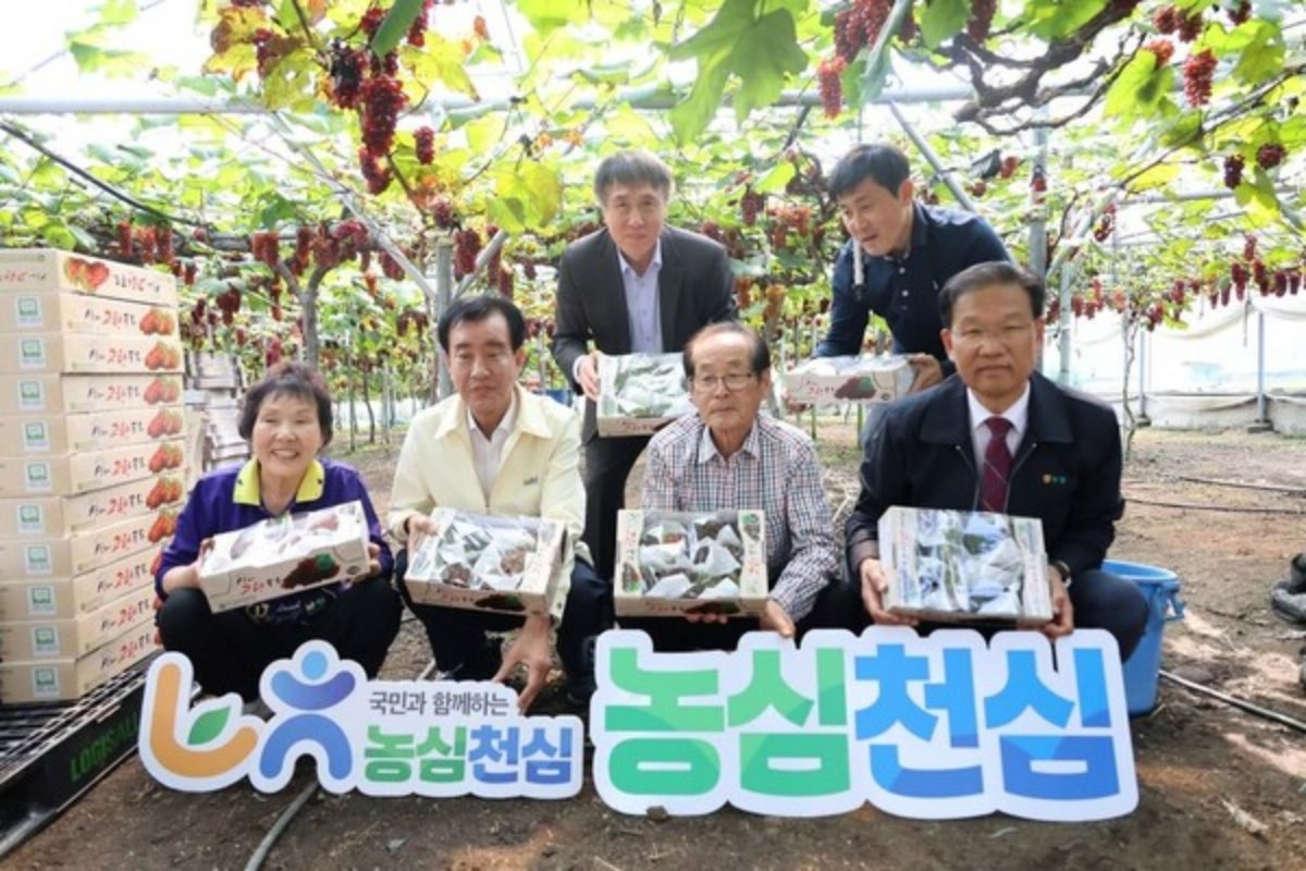 15일 대전 산내지역의 델라웨어 포도가 올해 전국 최초로 첫 출하를 시작했다. / 대전농협