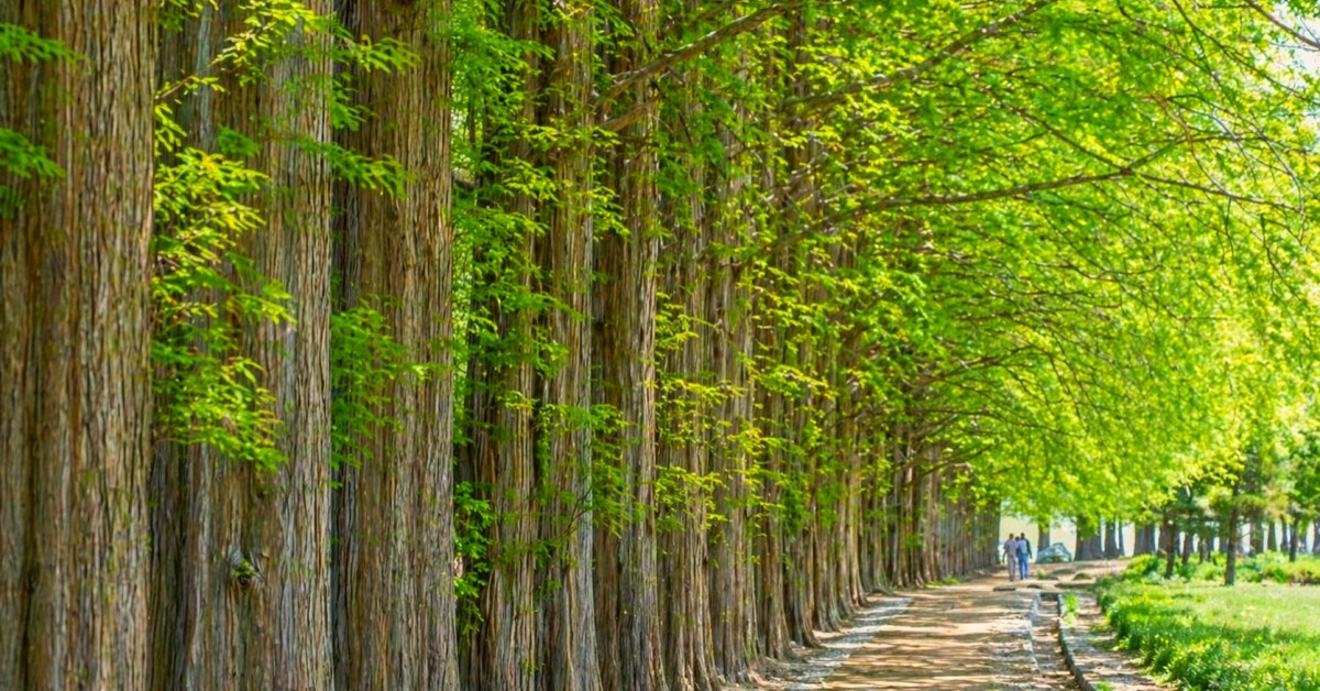 일반 가로수길과는 다르다… 반세기 동안 외부인 발길 닿지 않던 '이곳'