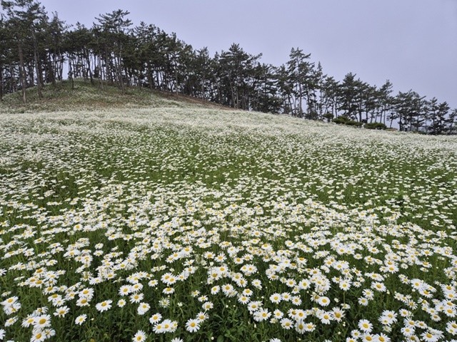 샤스타데이지 / 신안군