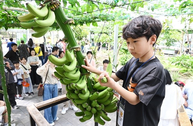 함평나비축제장 아열대농업관에서 어린이가 바나나 따기 체험을 하고 있다.  / 노해섭 기자