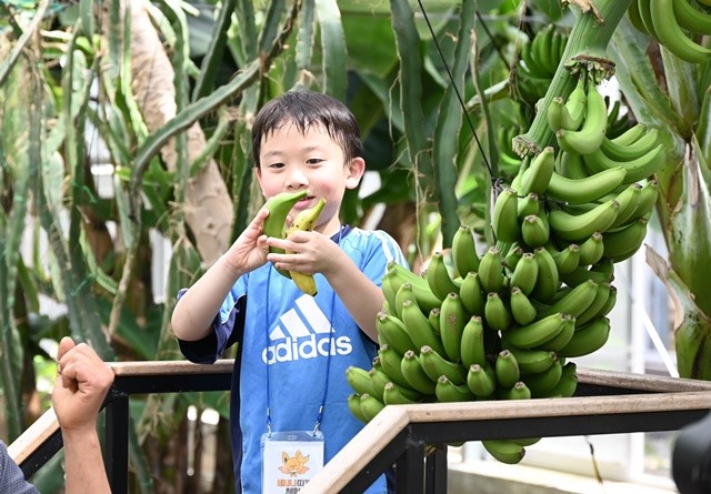 함평나비축제장 아열대농업관에서 어린이가 바나나 따기 체험을 하고 있다.  / 노해섭 기자