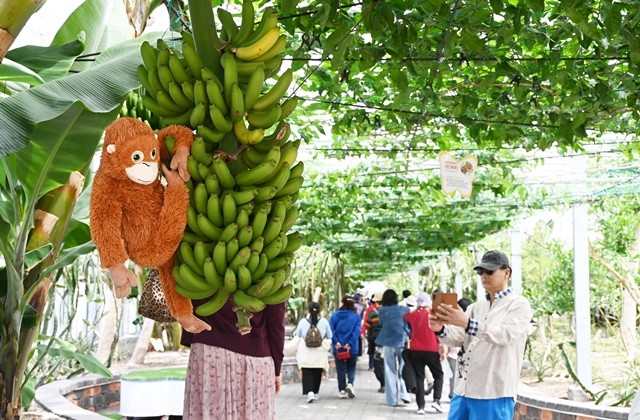 함평나비축제장 아열대농업관에 주렁 주렁 메달린 바나나를 관찰하고 있는 관광객들. / 노해섭 기자