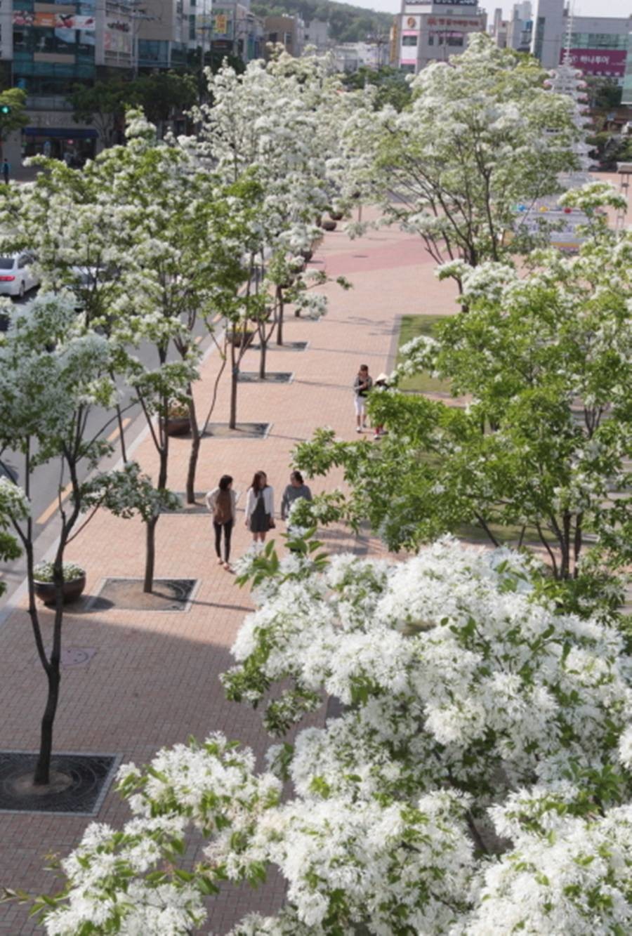 포항시 흥해읍 이팝나무 군락지/이하 포항시 제공