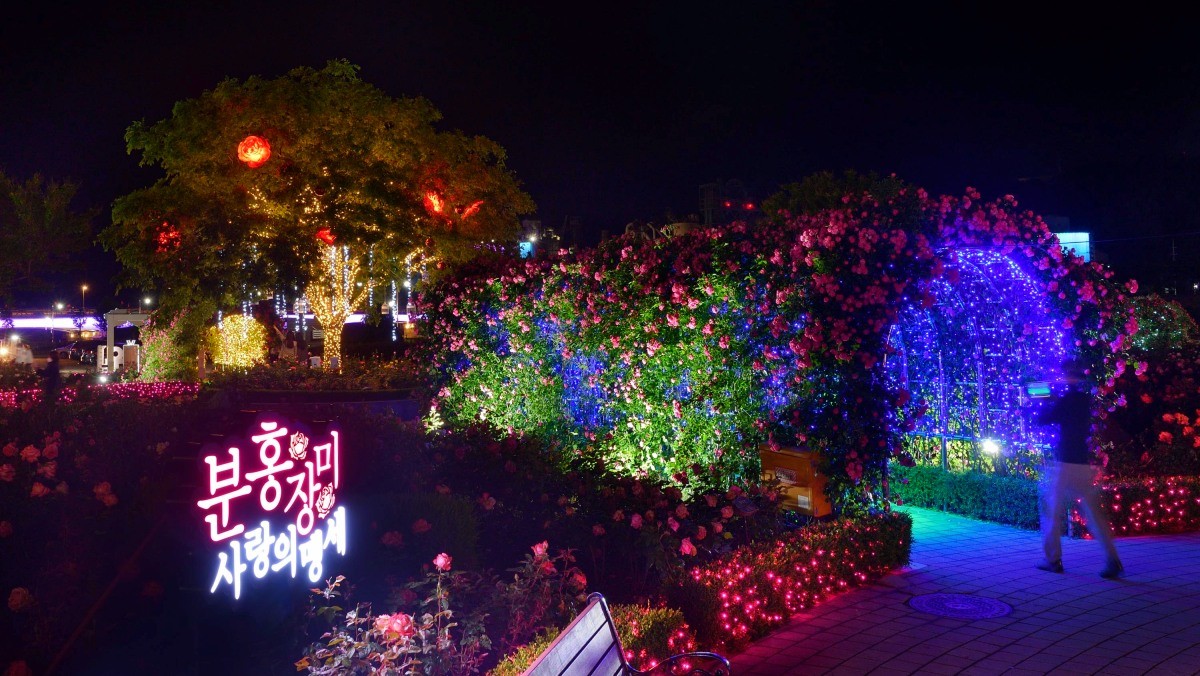 삼척장미공원. / 뉴스1