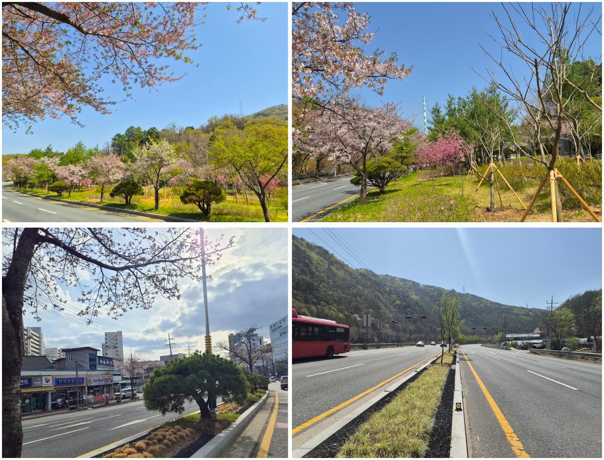 대전 동구, 저관리·고효율 도심 생태숲 조성 