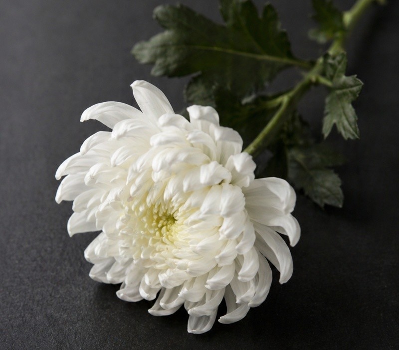 기사의 이해를 돕기 위한 AI 생성 이미지