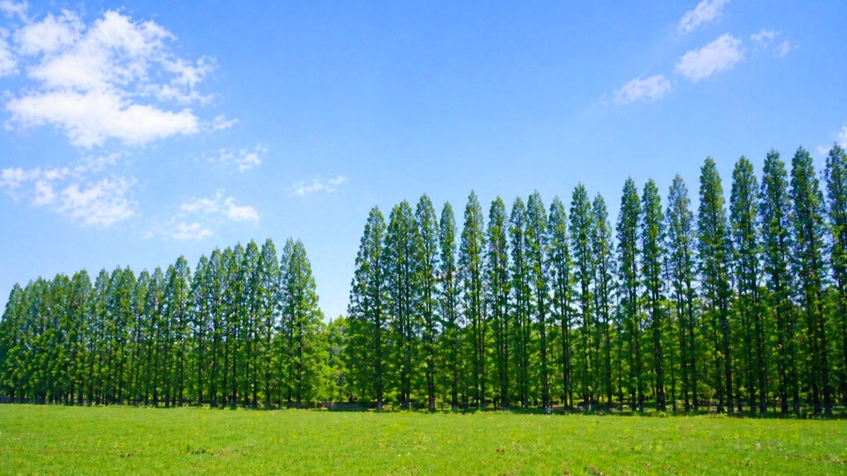 아가페정원 메타세쿼이아 산책로. / 익산시 공식 블로그, AI