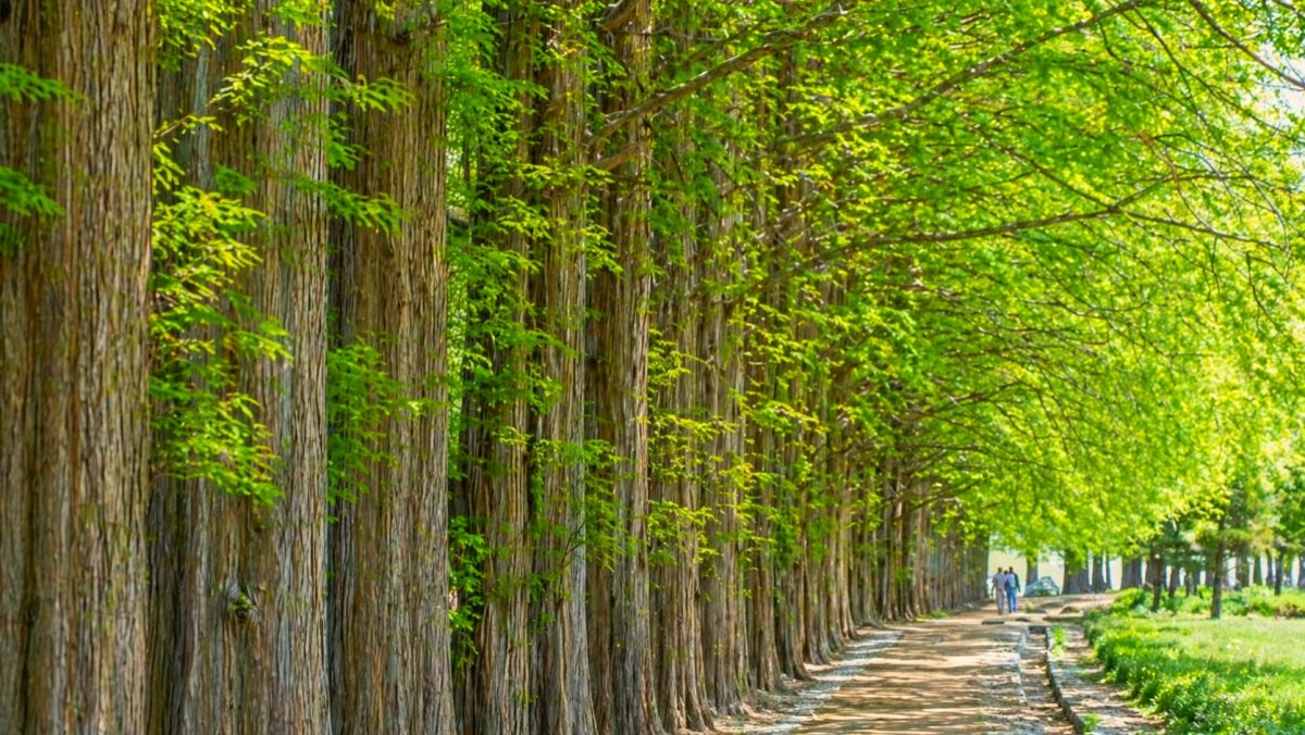 아가페정원 메타세쿼이아 산책로. / 익산시 공식 블로그, AI