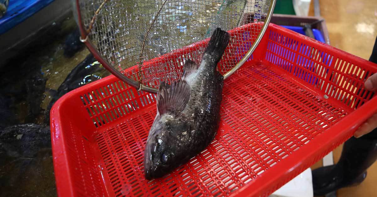 “비싼 이유 있었네” 일식 40년 장인이 1등급으로 꼽는 한국 생선